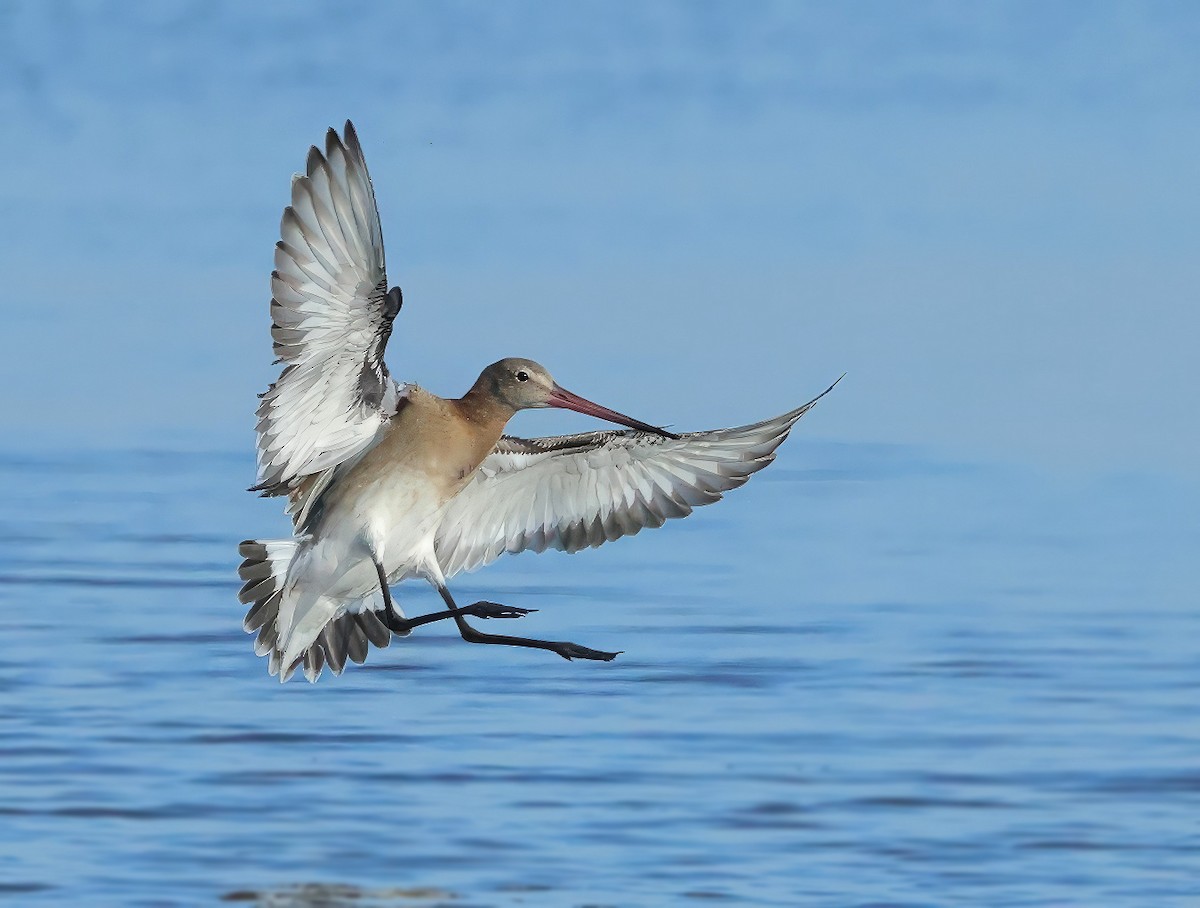 Black-tailed Godwit - ML621430834