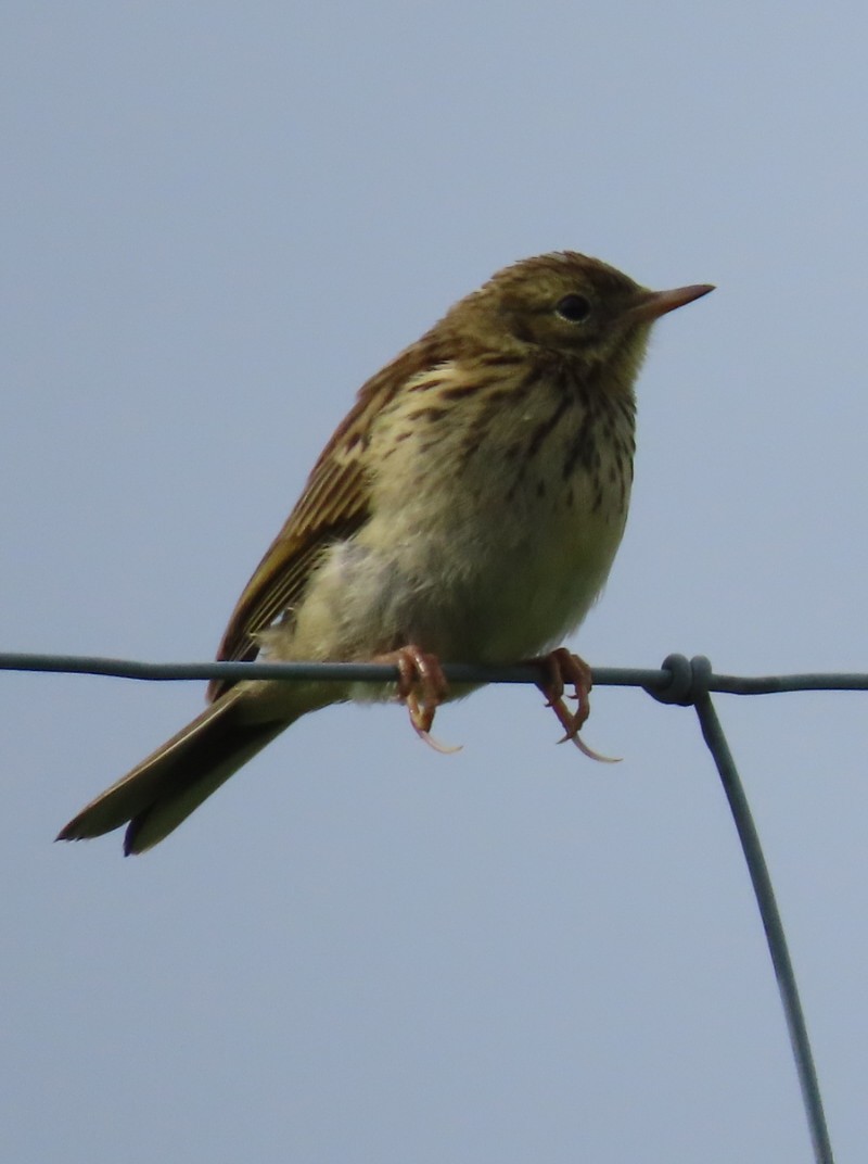 Meadow Pipit - ML621430843