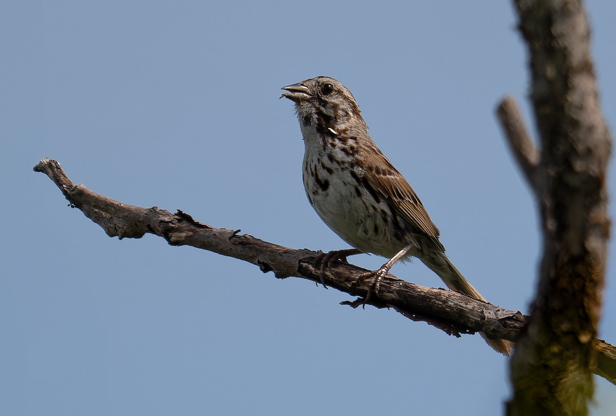 Song Sparrow - ML621430898