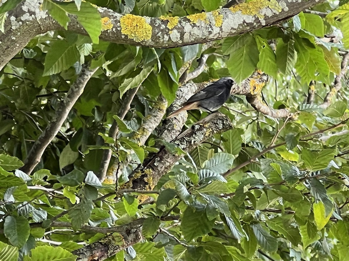 Black Redstart - ML621430915