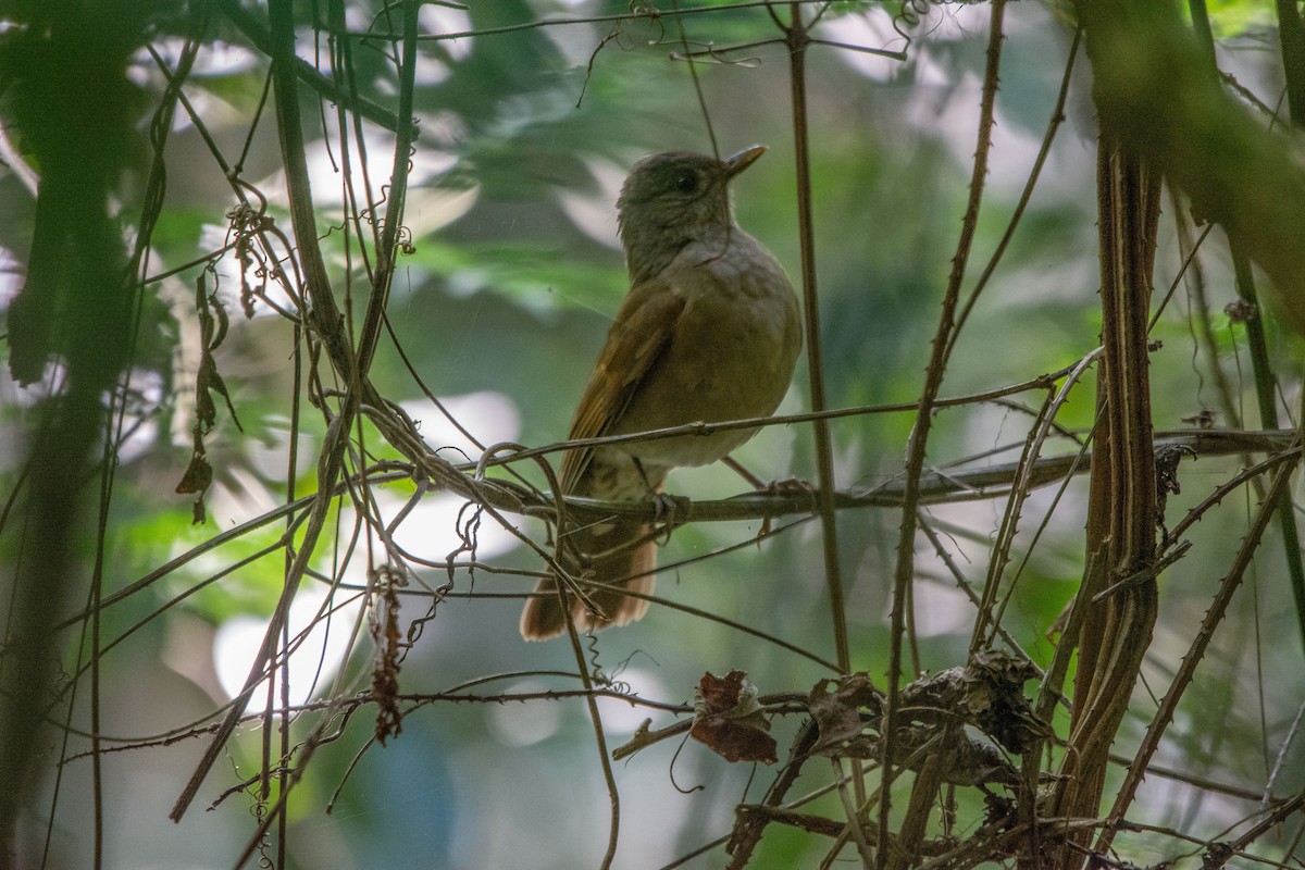 Pale-breasted Thrush - ML621430916