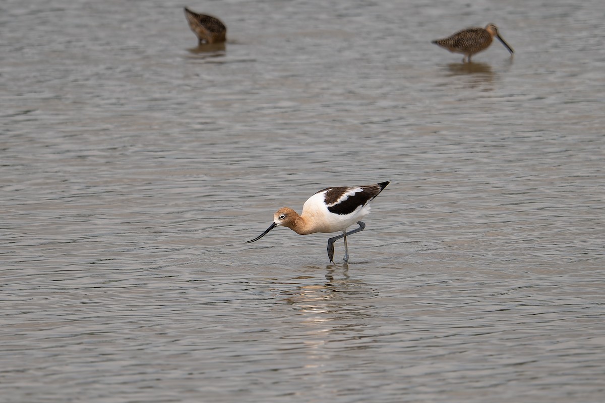 American Avocet - Don Danko