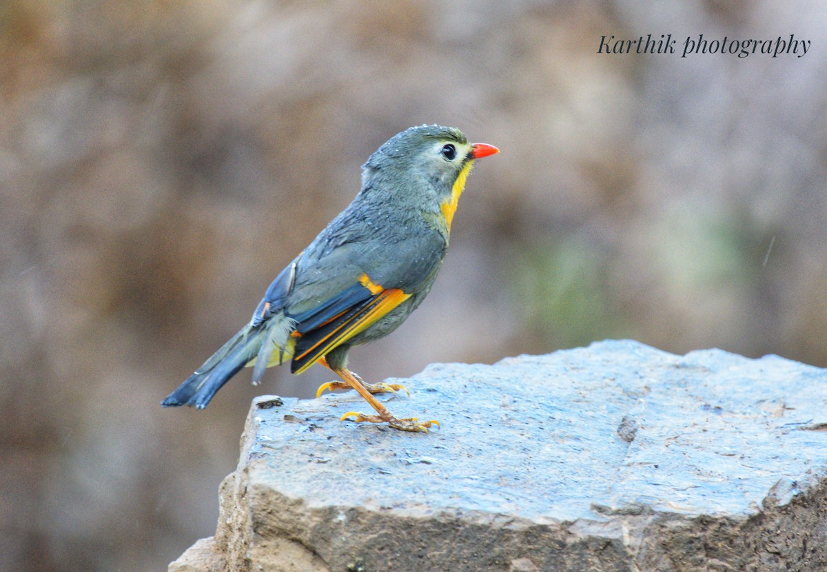Red-billed Leiothrix - ML621431032