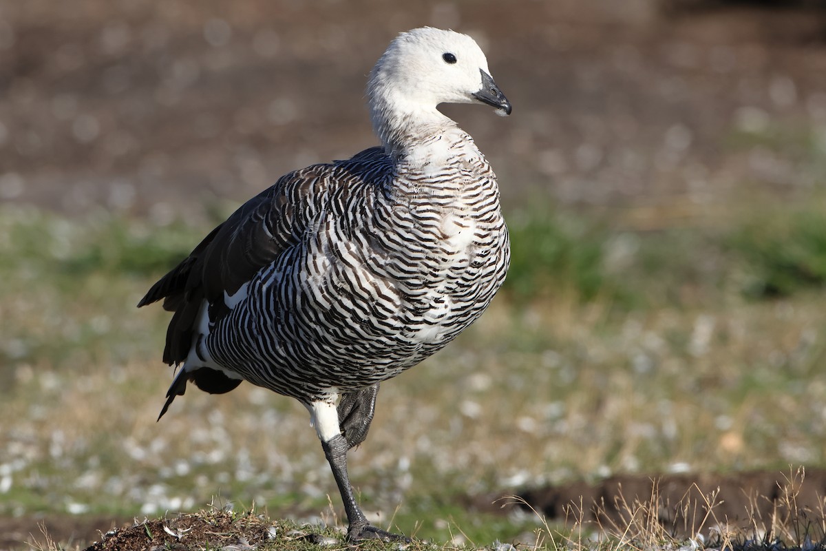 Upland Goose (Bar-breasted) - ML621431041