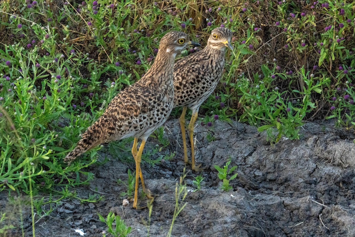 Spotted Thick-knee - ML621431046