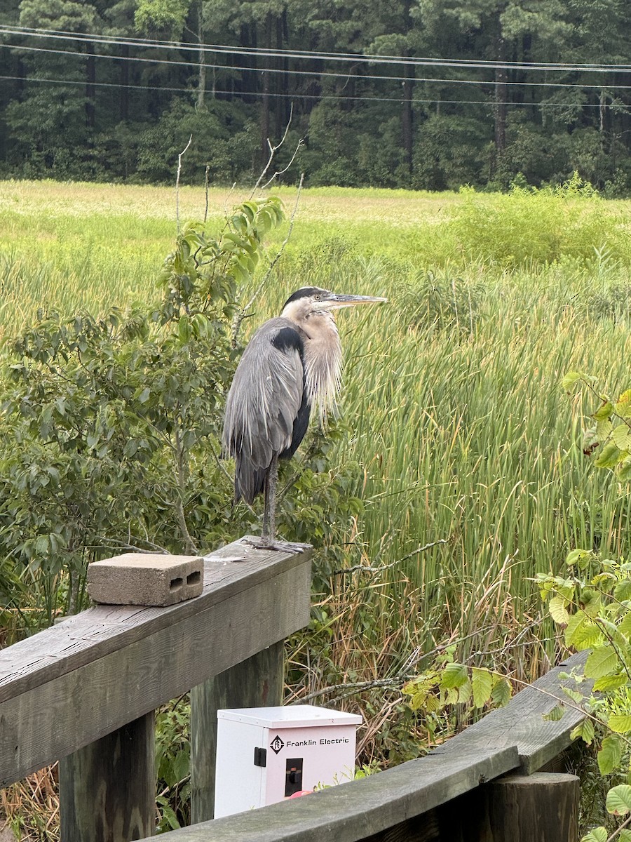 Great Blue Heron - ML621431163