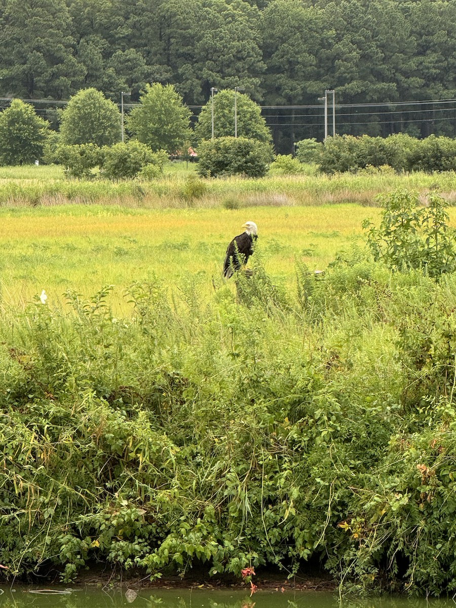 Bald Eagle - ML621431166