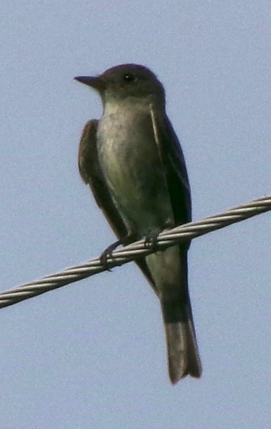 Eastern Phoebe - ML621431167