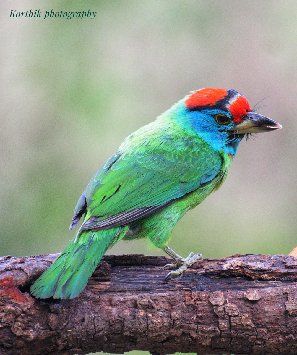 Blue-throated Barbet - ML621431248