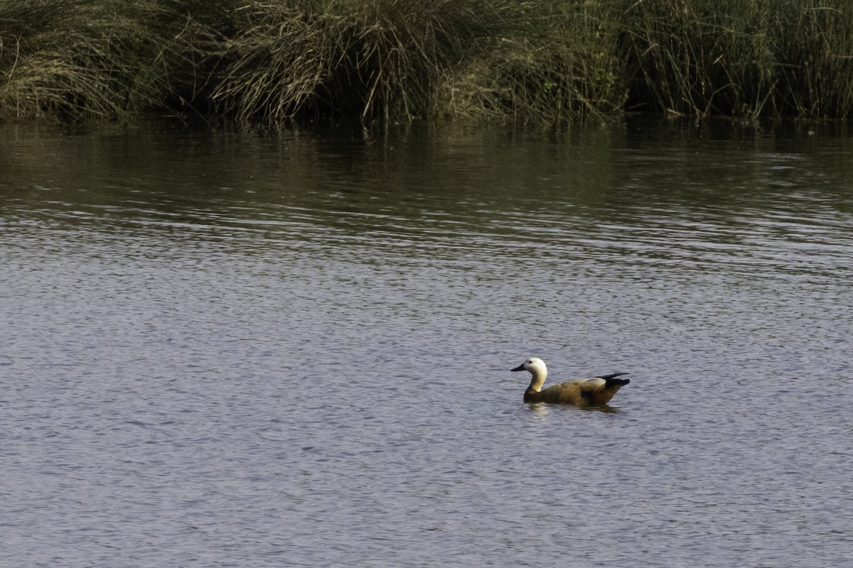 Ruddy Shelduck - ML621431249