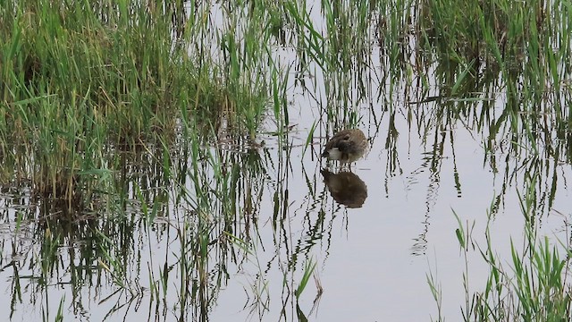 Wood Sandpiper - ML621431264