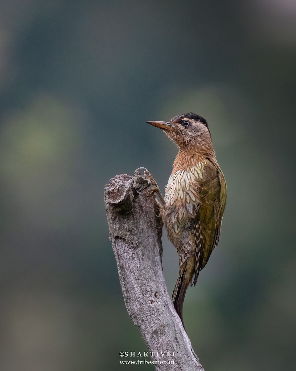 Streak-throated Woodpecker - ML621431283