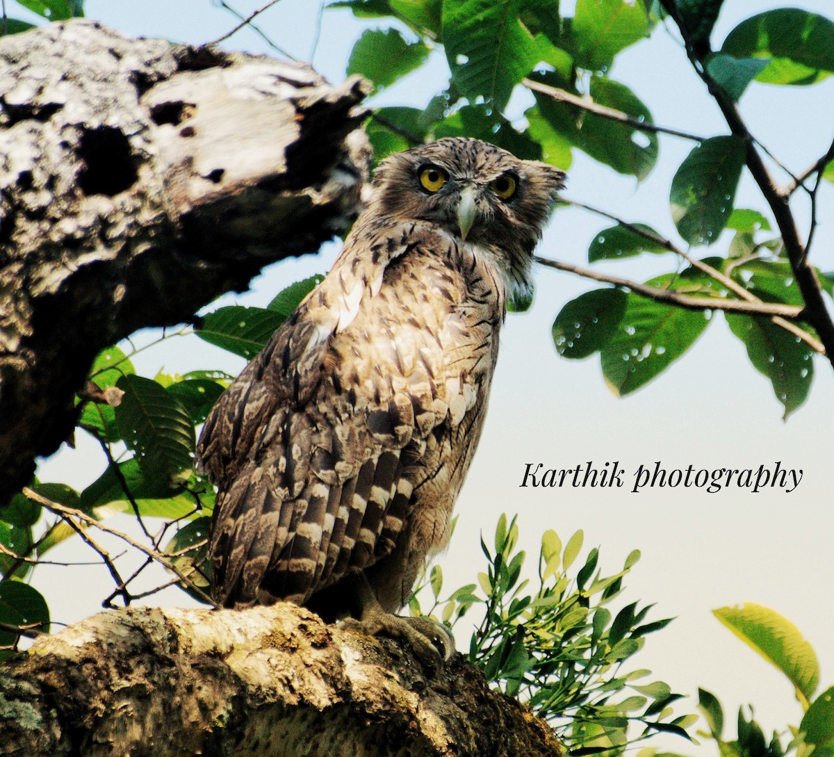 Brown Fish-Owl - ML621431344