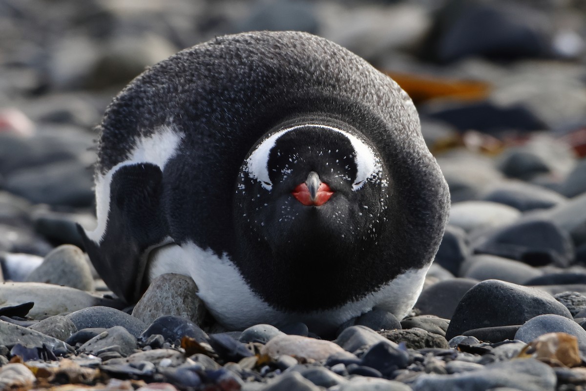 Gentoo Penguin - Ohad Sherer