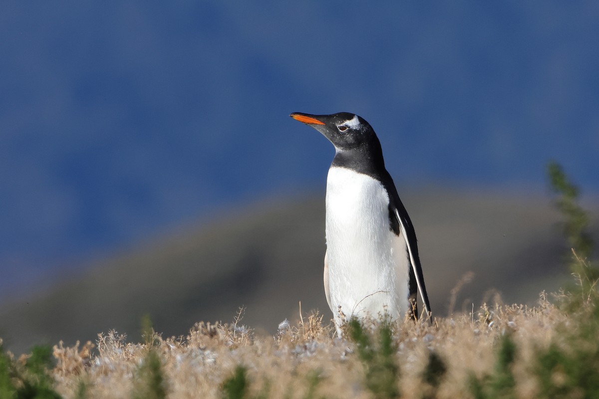 Gentoo Penguin - Ohad Sherer