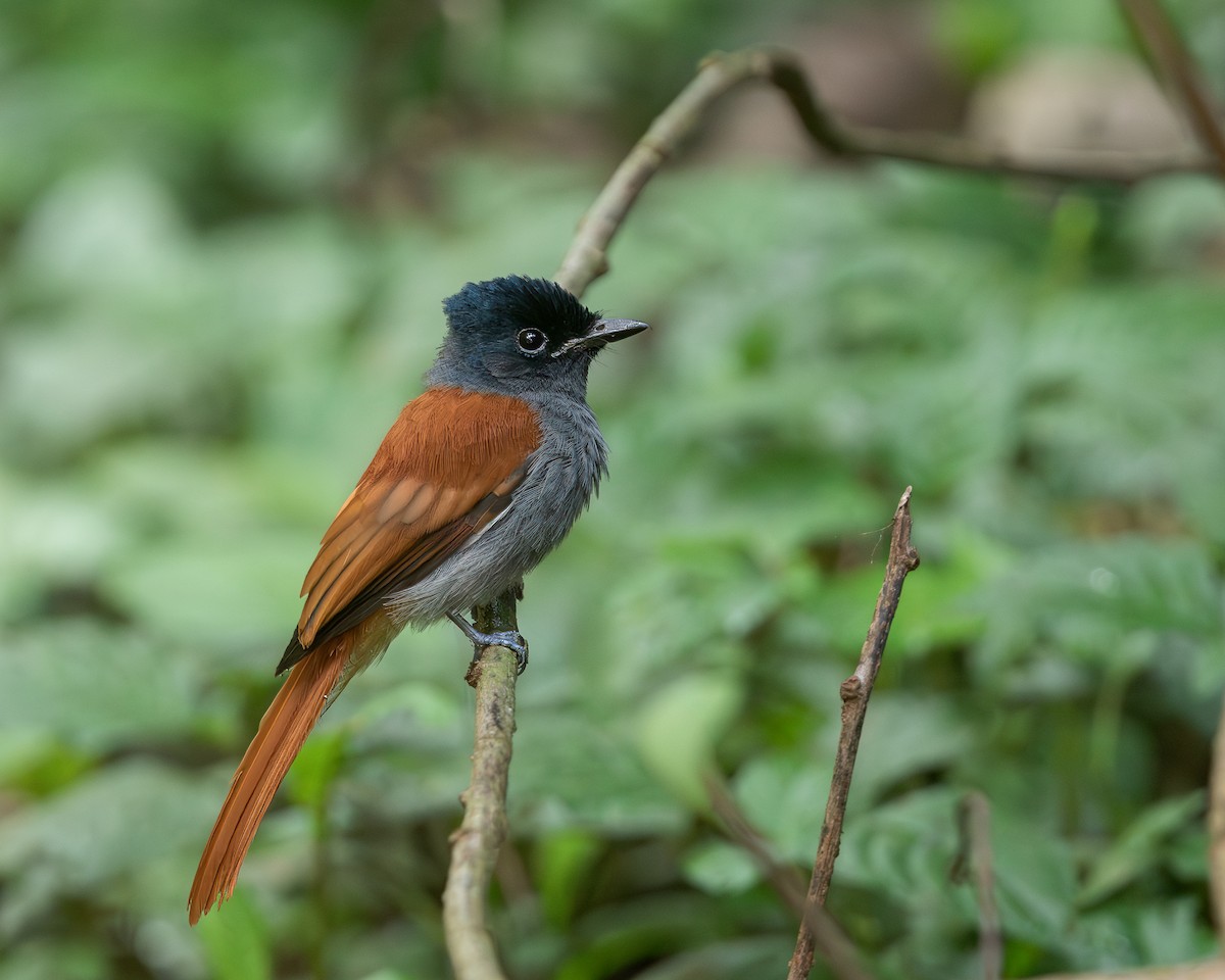 African Paradise-Flycatcher - ML621431437