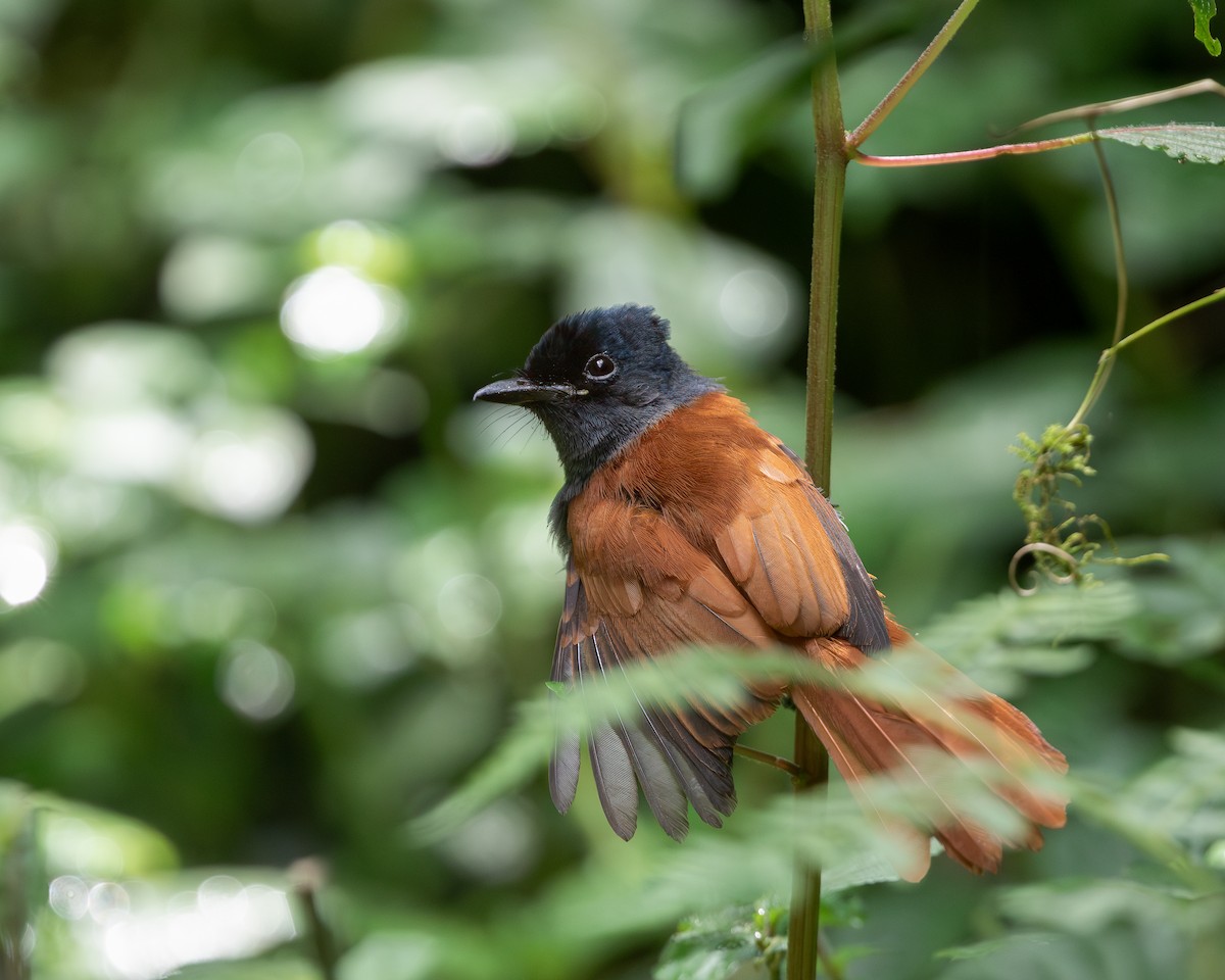 African Paradise-Flycatcher - ML621431442