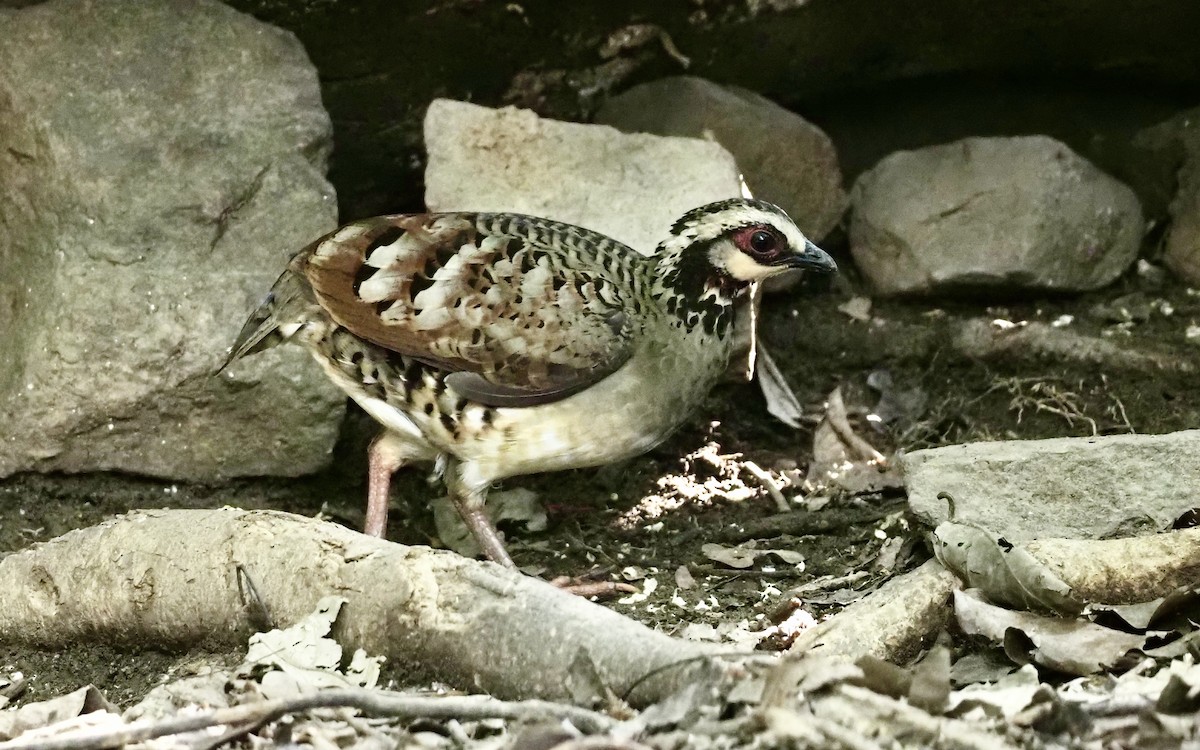 Bar-backed Partridge - ML621431446