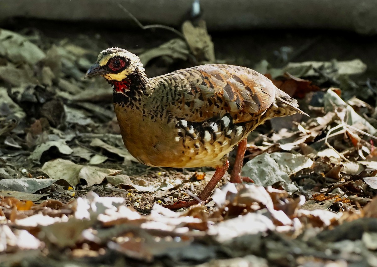 Bar-backed Partridge - ML621431447