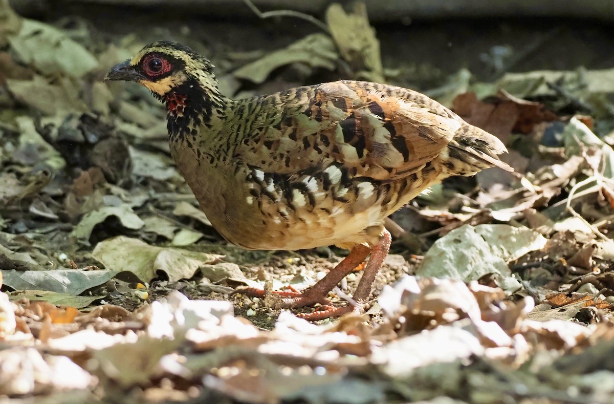 Bar-backed Partridge - ML621431449