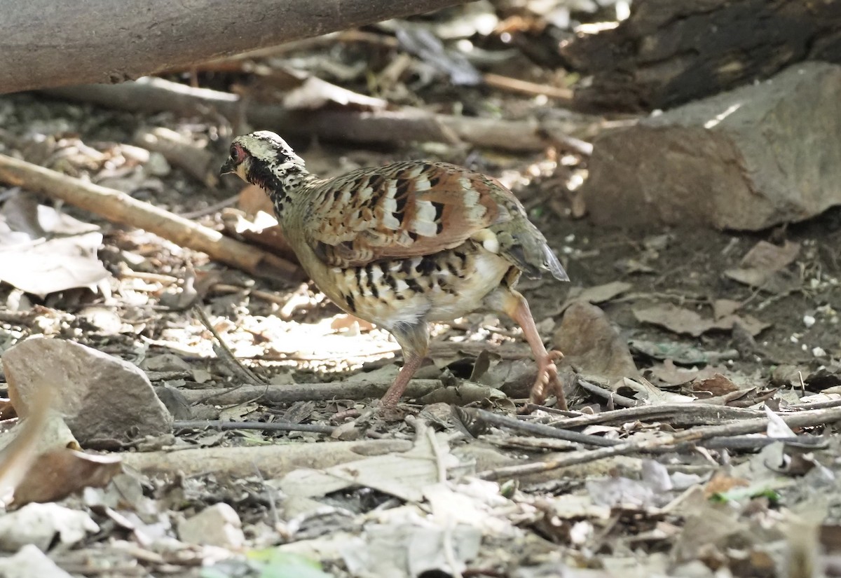 Bar-backed Partridge - ML621431450