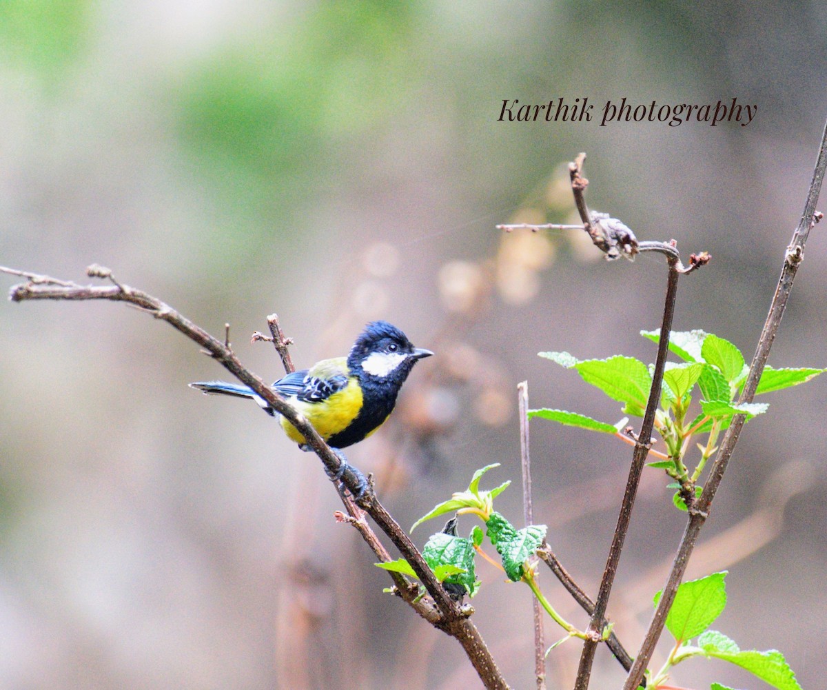 Green-backed Tit - ML621431466