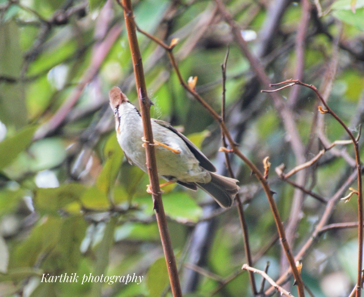 Whiskered Yuhina - ML621431493