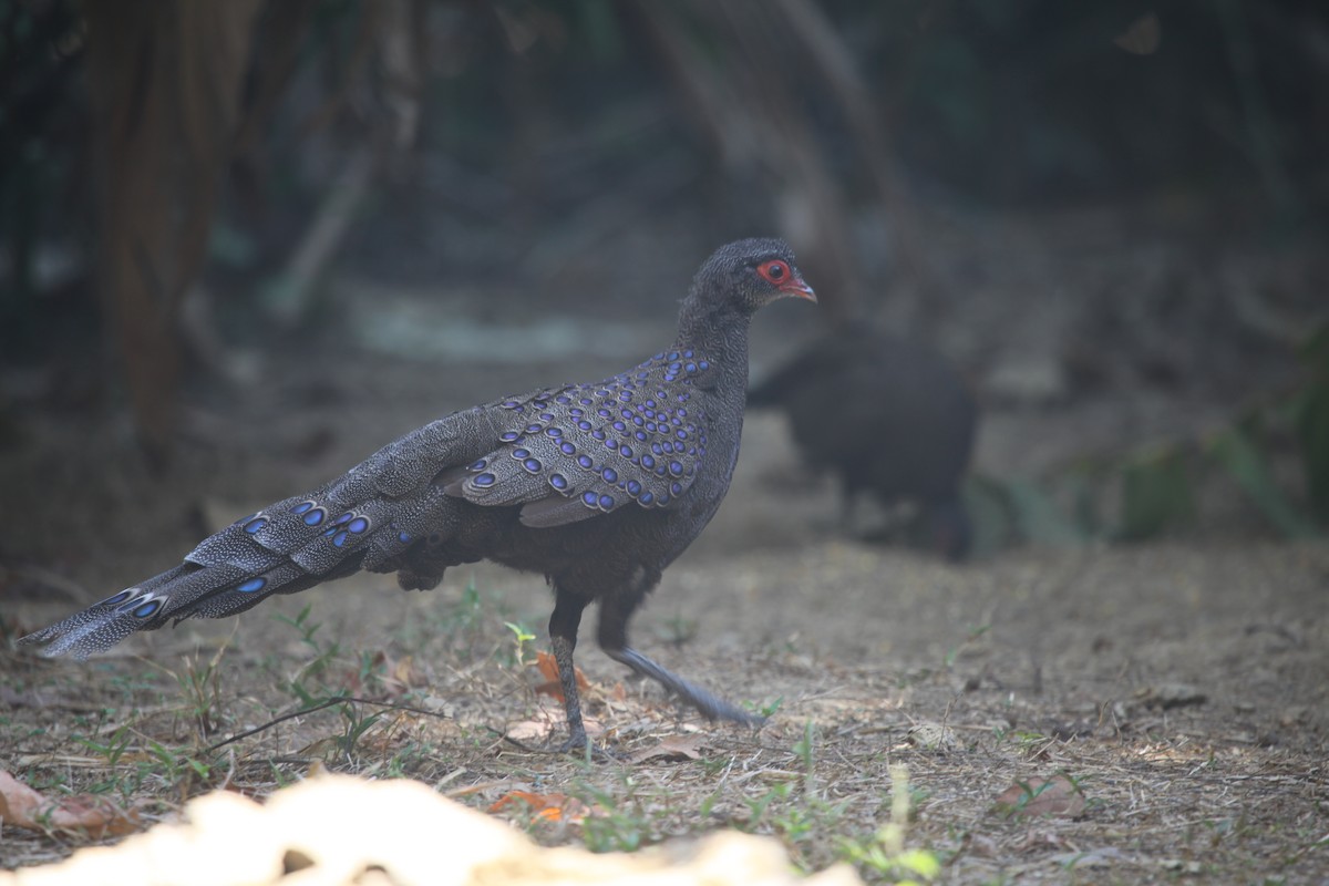 Germain's Peacock-Pheasant - ML621431505