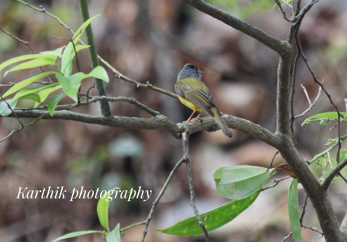 Gray-headed Canary-Flycatcher - ML621431506