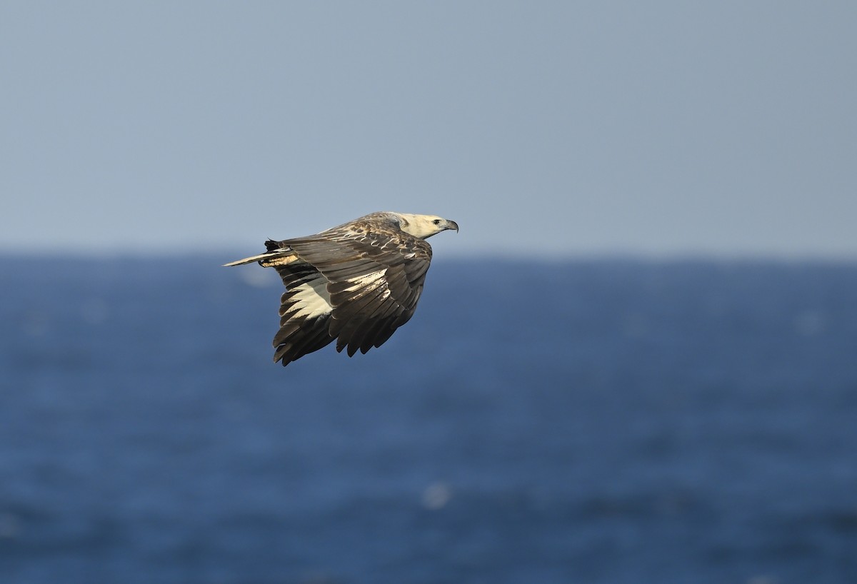 White-bellied Sea-Eagle - ML621431517
