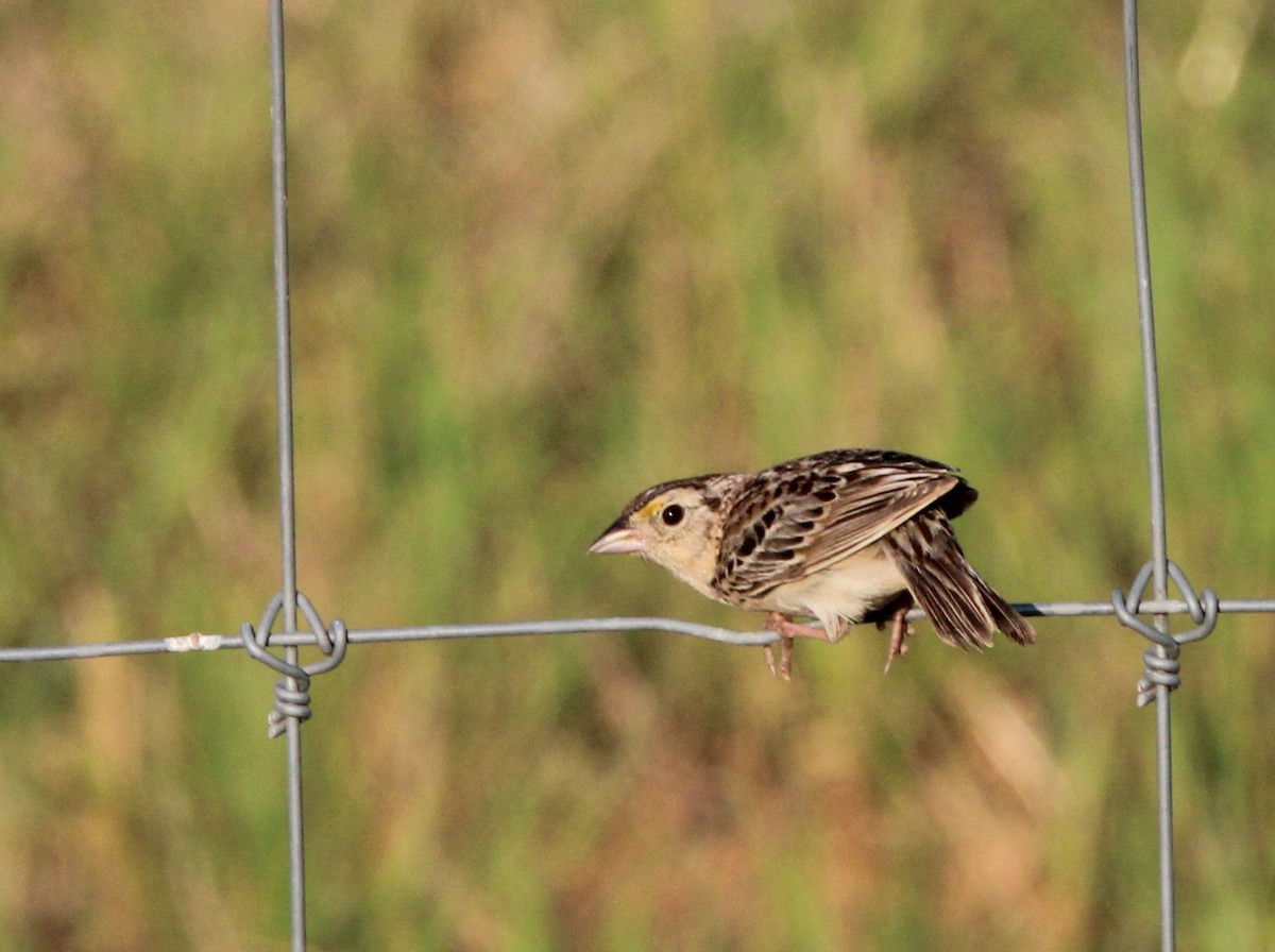 Grasshopper Sparrow - ML621431529