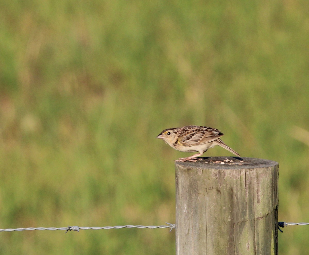 Grasshopper Sparrow - ML621431530