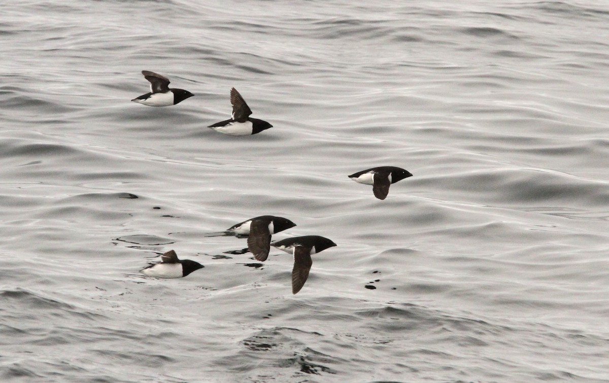 Dovekie - Simon Davies