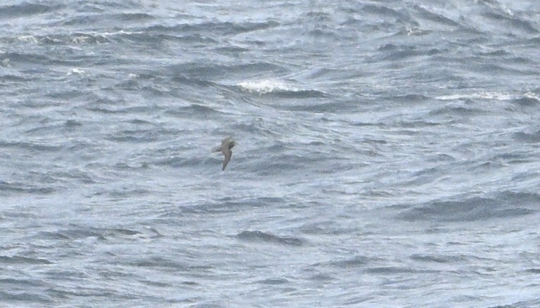 Gray-faced Petrel - ML621431596