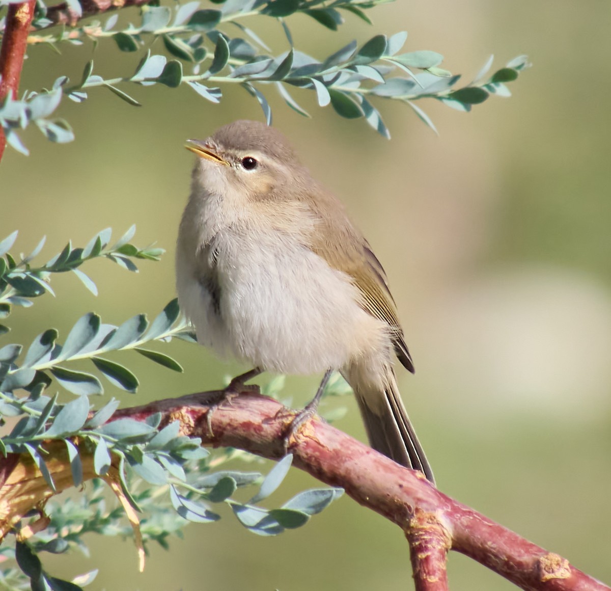 Mountain Chiffchaff - ML621431607