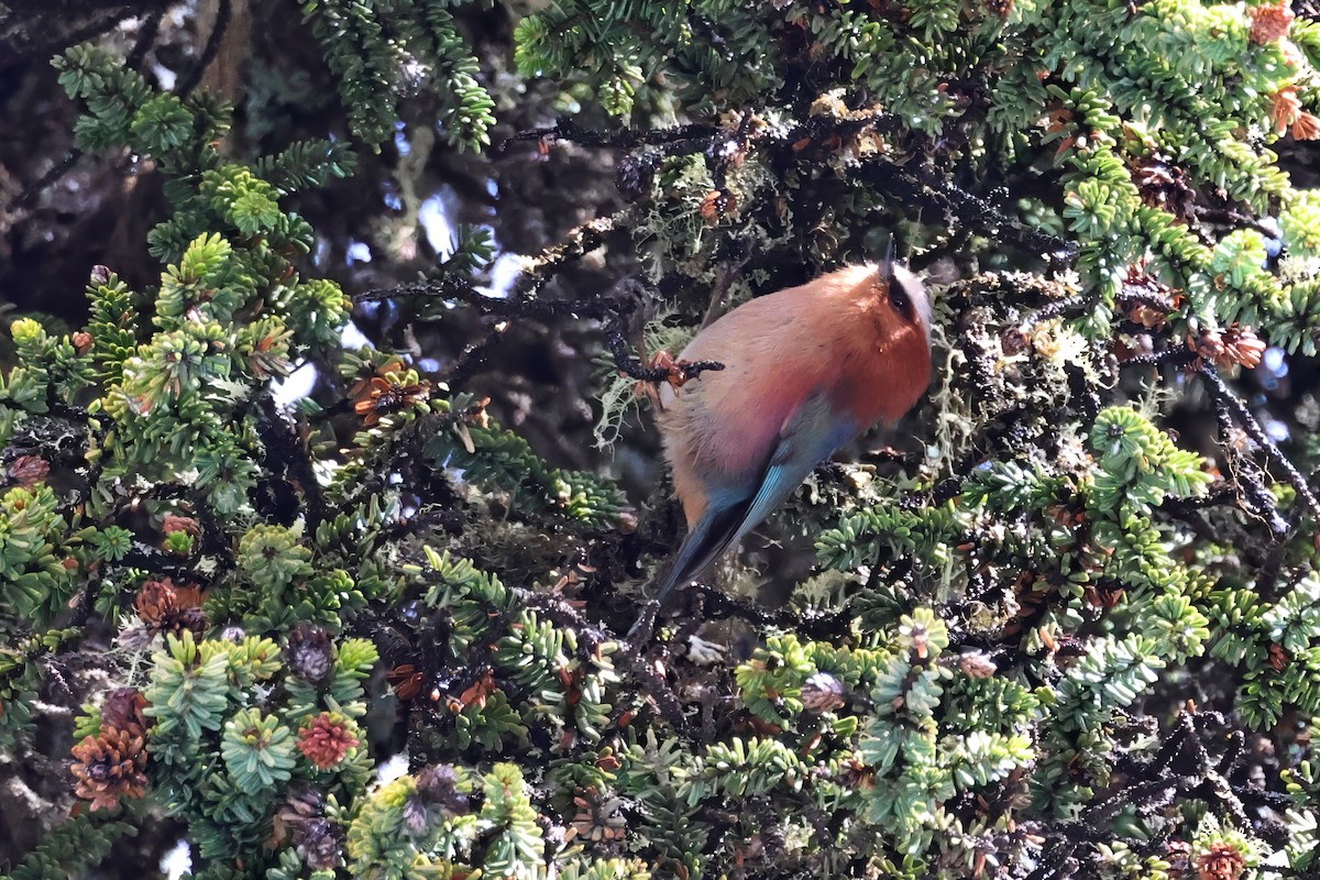 Crested Tit-Warbler - ML621431628