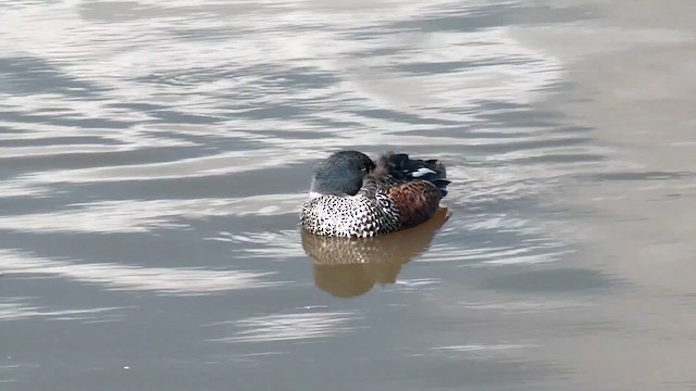 Australasian Shoveler - ML621431633