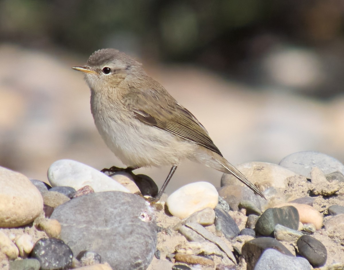 Mountain Chiffchaff - ML621431662