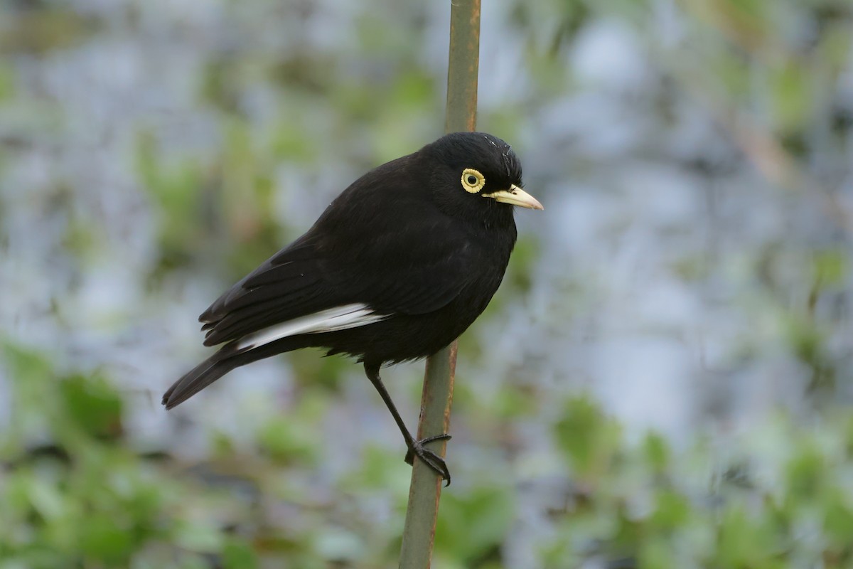 Spectacled Tyrant - ML621431672