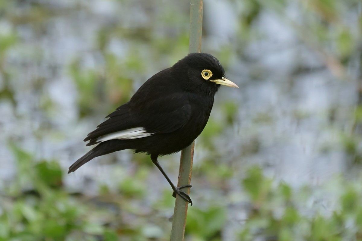 Spectacled Tyrant - ML621431673