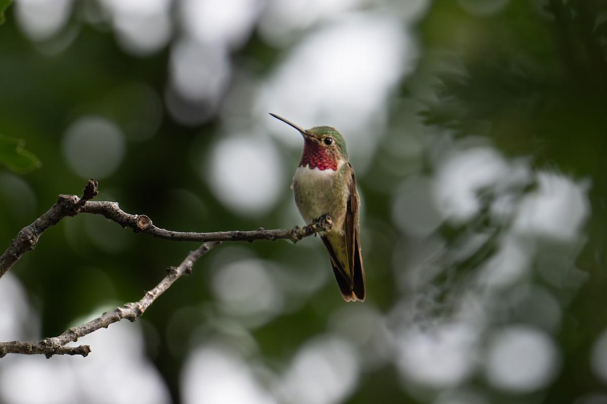 Broad-tailed Hummingbird - ML621431679