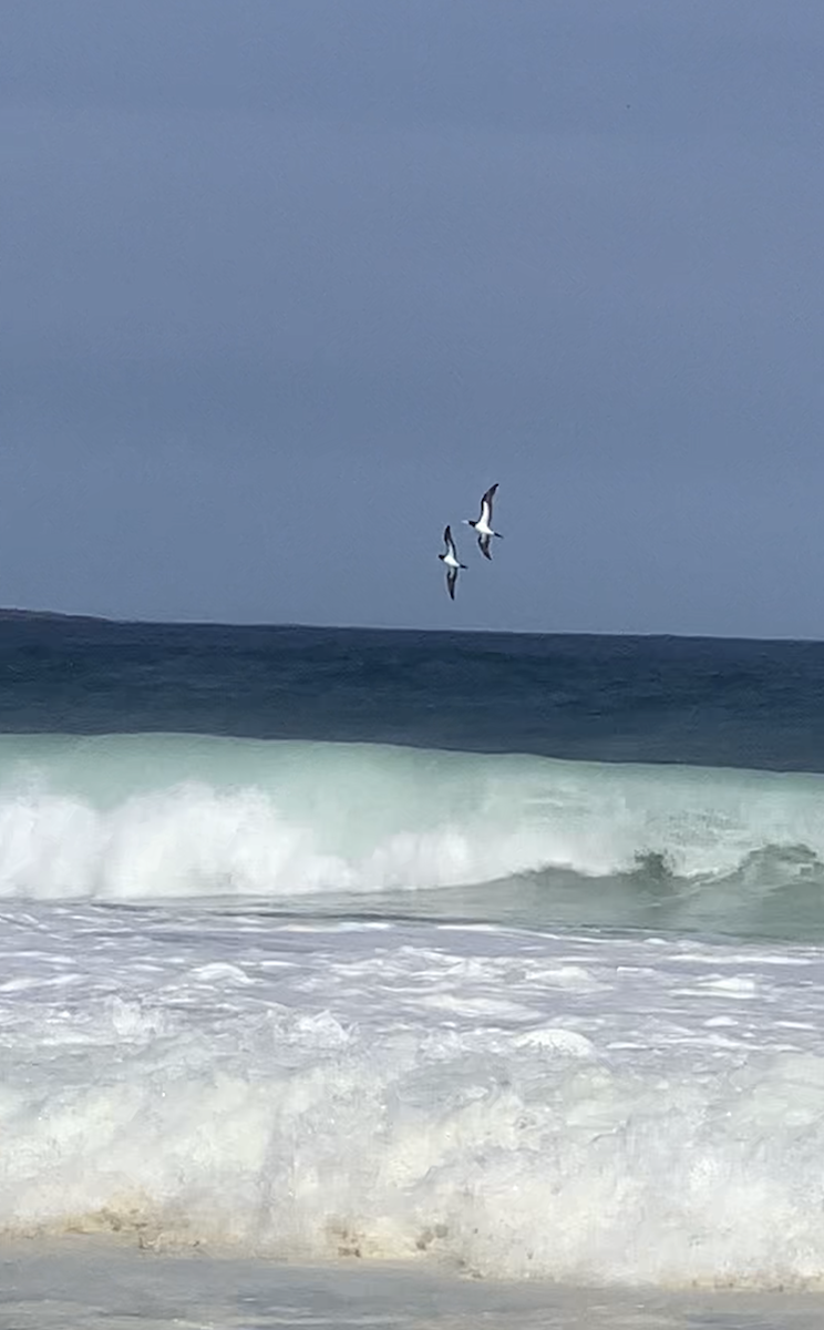 Brown Booby - ML621431688