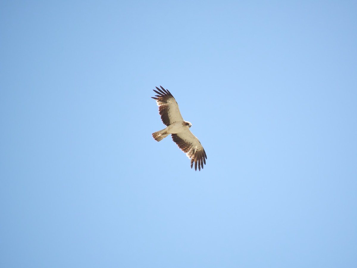 Booted Eagle - ML621431728