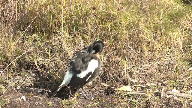 Australian Magpie (Western) - ML621431789