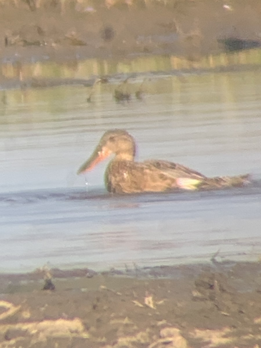 skjeand - ML621431801