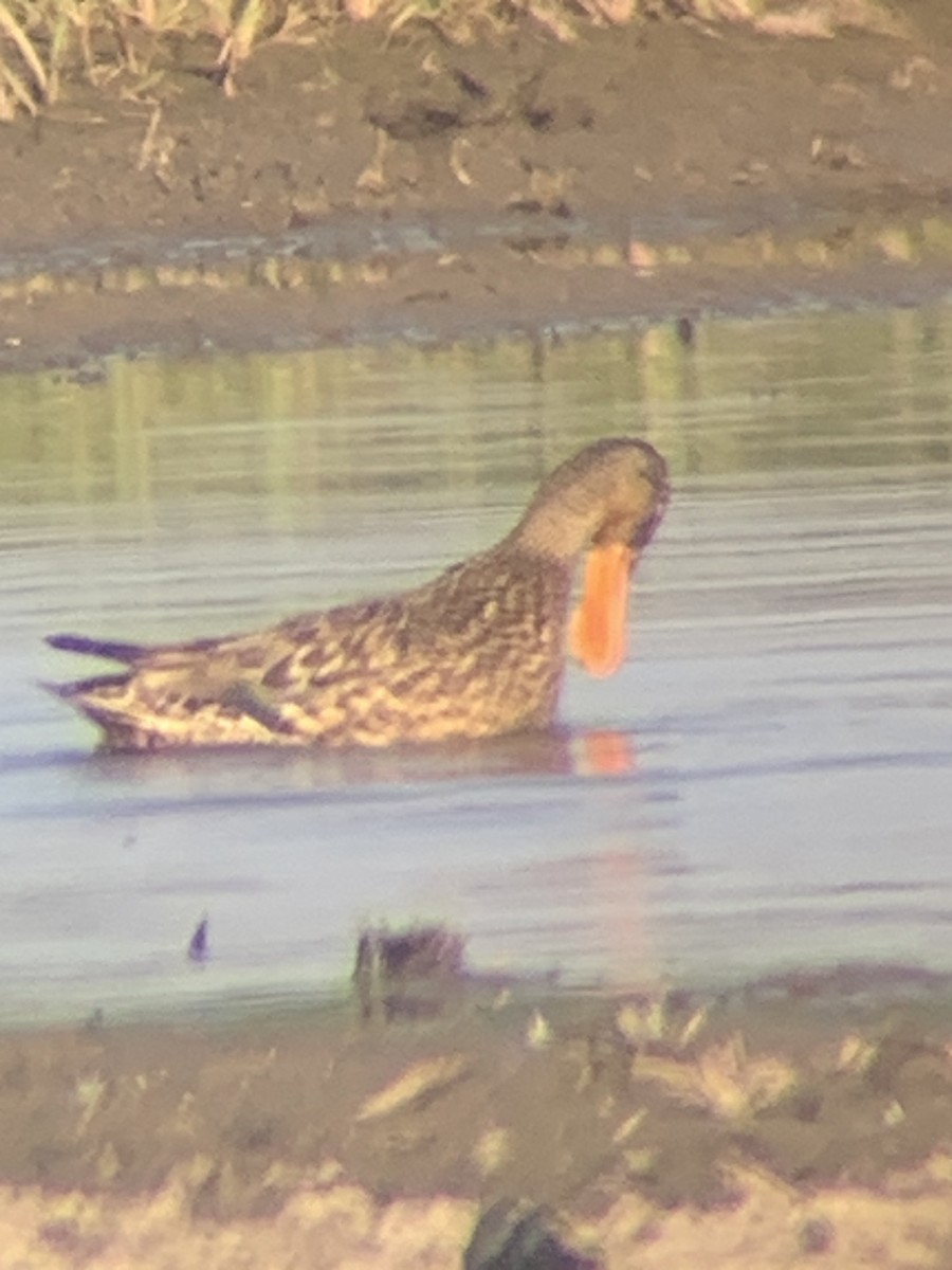 skjeand - ML621431802