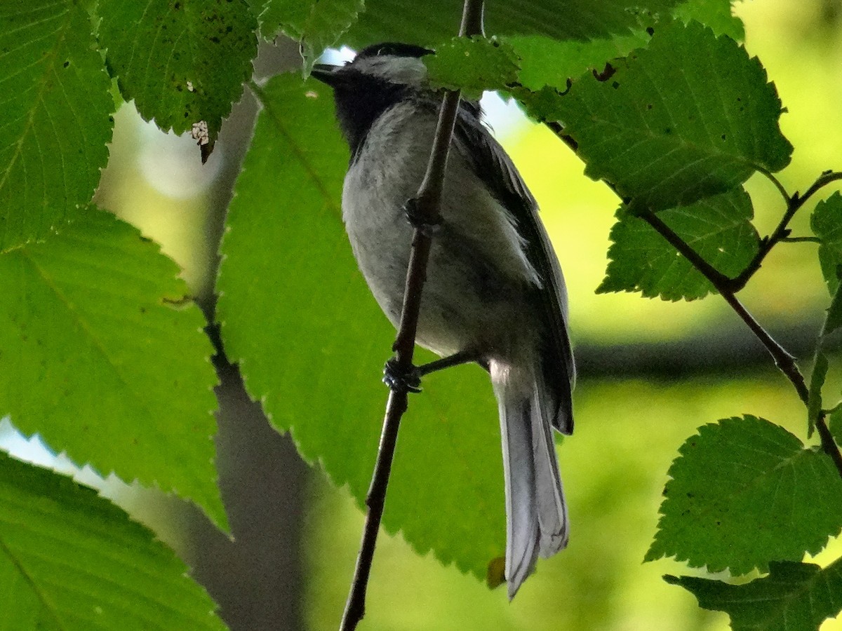 Carolina Chickadee - ML621431844