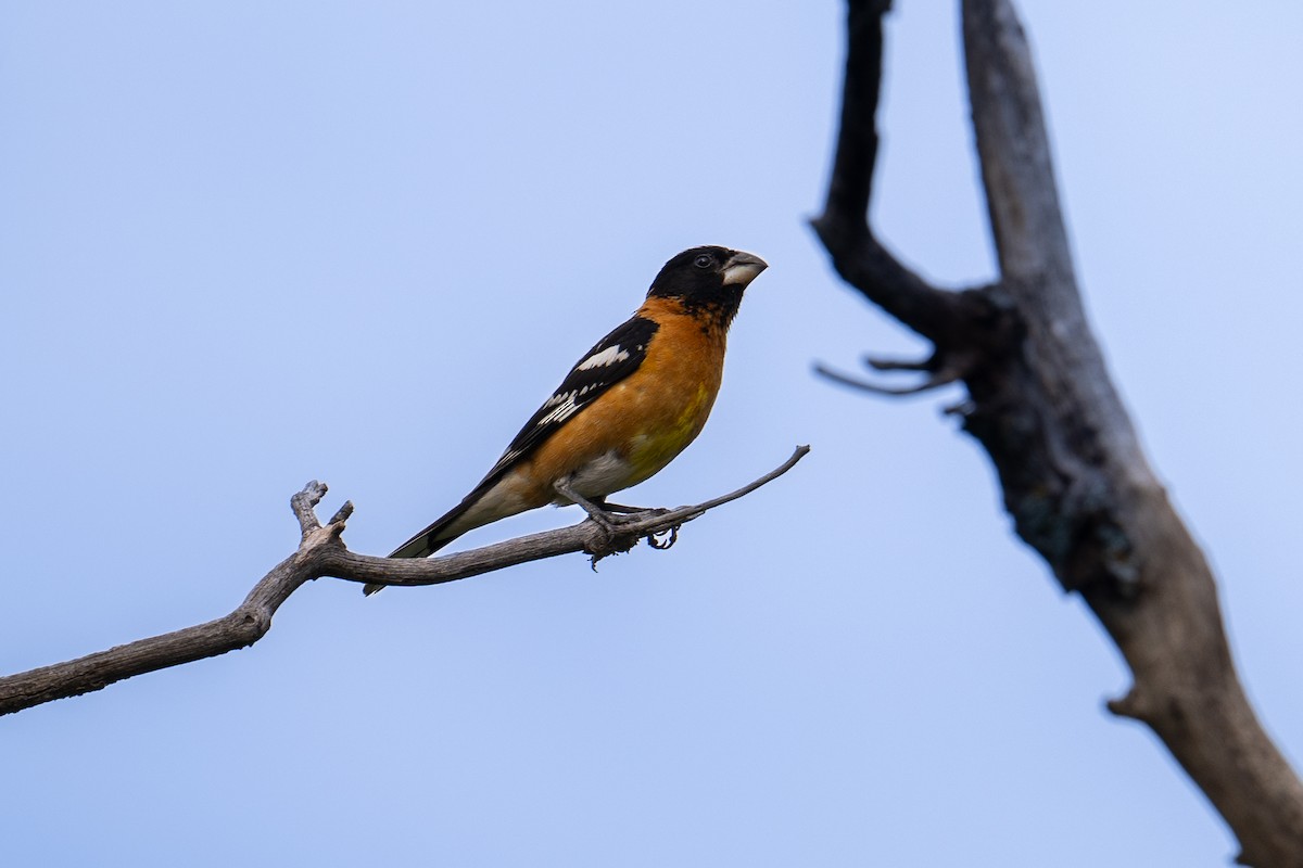 Black-headed Grosbeak - ML621431913