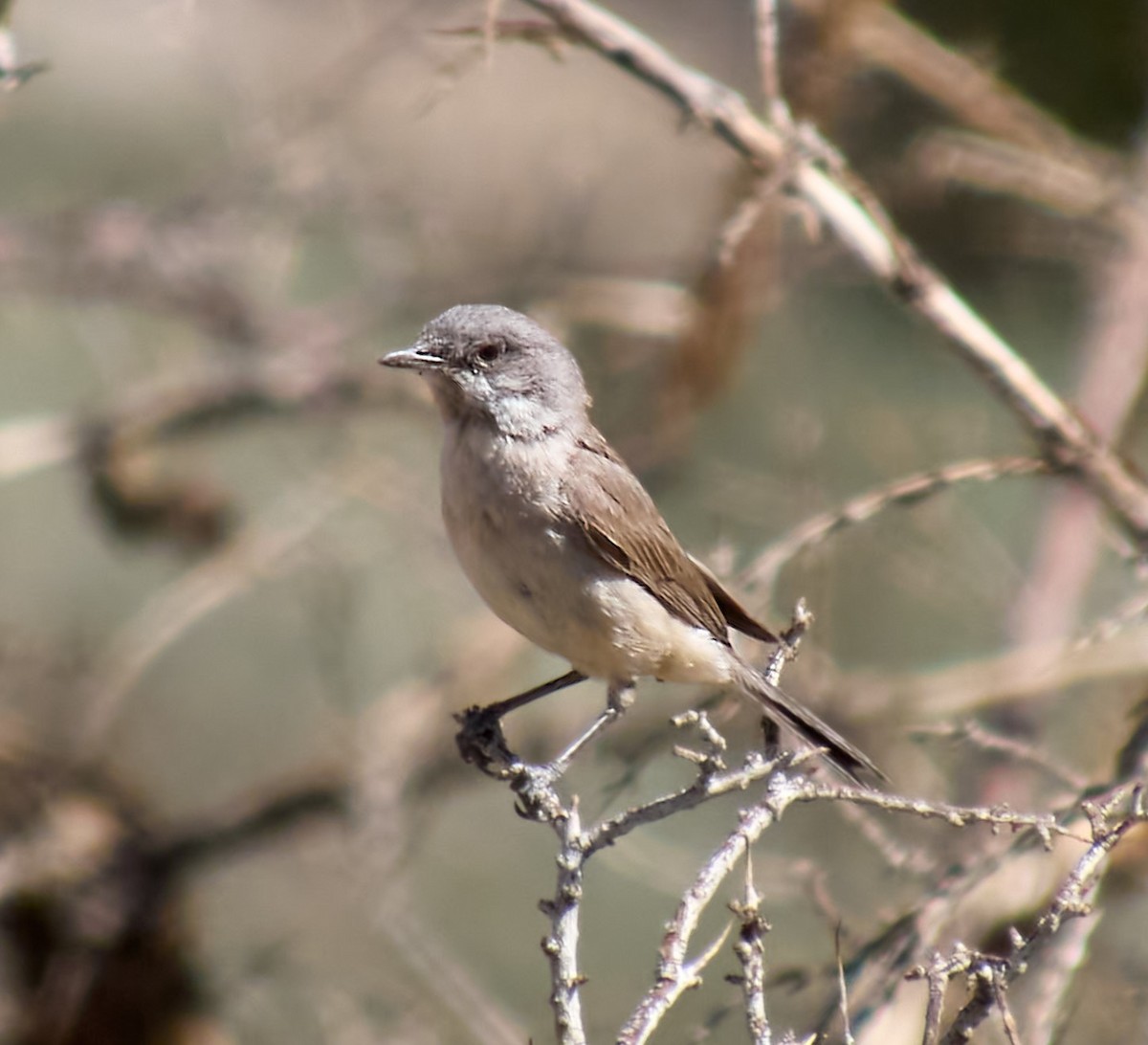 Lesser Whitethroat (Lesser) - ML621431916