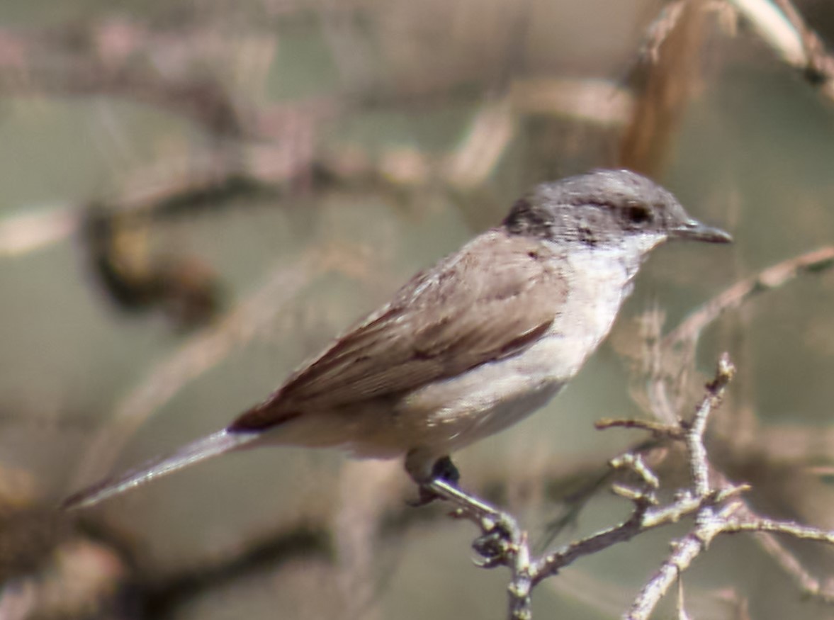 Lesser Whitethroat (Lesser) - ML621431917